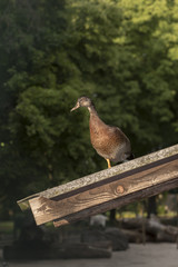 Brown duck