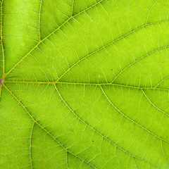 Fototapeta na wymiar green leaf vine. background