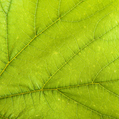 green leaf vine. background