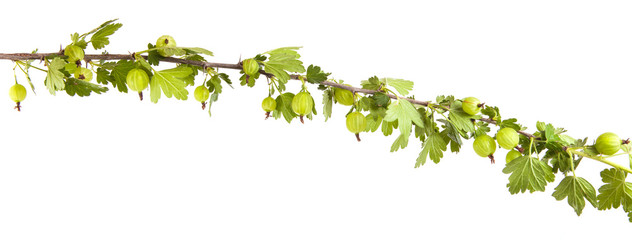 gooseberry bush branch with green leaves. isolated on white back