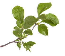 branch of plum tree. isolated on white background