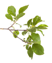 branch of plum tree. isolated on white background