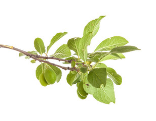 branch of plum tree. isolated on white background