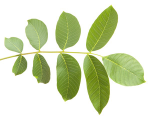 walnut leaves on a branch. isolated on white background