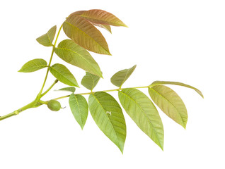 walnut leaves on a branch. isolated on white background