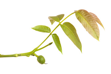 walnut leaves on a branch. isolated on white background