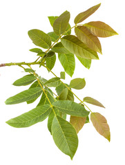 walnut leaves on a branch. isolated on white background