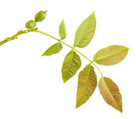 walnut leaves on a branch. isolated on white background