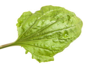 Green leaves of the plantain. Isolated on white background