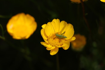 ムルチコーレと虫 