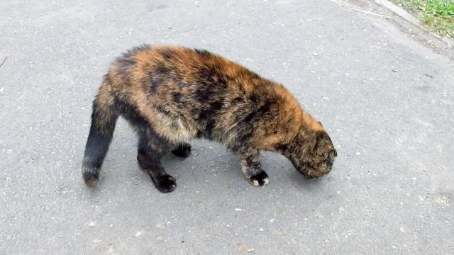 Голодный кот лижет асфальт