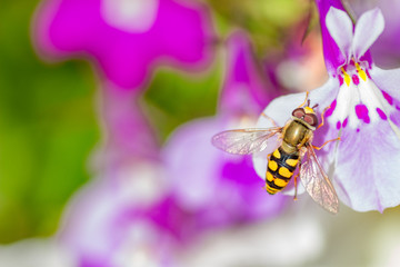 A fly that resembles a bee has settled on a beautiful purple and white flower. Copy-space to the left.