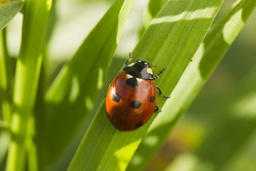 Beetles ladybug in green grass