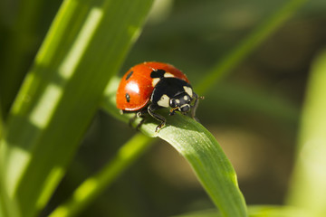 Fototapeta premium Beetles ladybug in green grass
