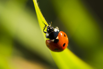 Beetles ladybug in green grass