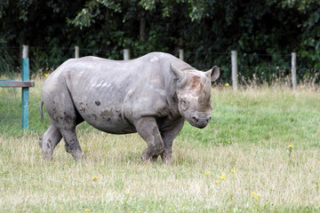 Naklejka premium Black Rhinoceros or Hook-lipped Rhinoceros (Diceros bicornis)