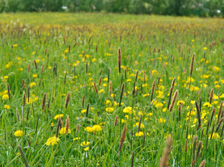 meadow with dandelions and Timothy-grass.