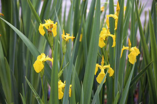 Flower Iris pseudacorus or yellow flag, yellow iris, water flag