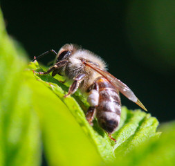 bee at work on a raspberry bush a sunny day.