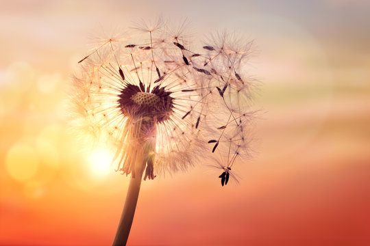 Fototapeta Dandelion silhouette against sunset