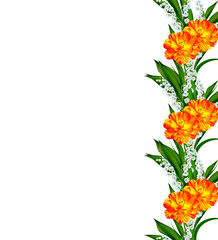 Cosmos flowers isolated on white background.