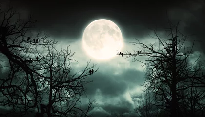 Fotobehang Nachtbos Met Maanachtergrond. © Dark Illusion