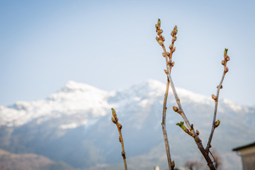 Mirtillo di montagna
