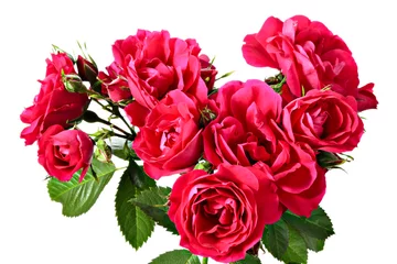 Poster de jardin Roses Rose