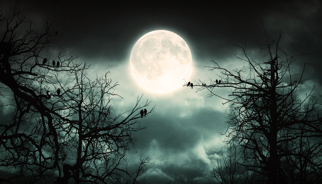 Night Forest With Moon Background. © Dark Illusion