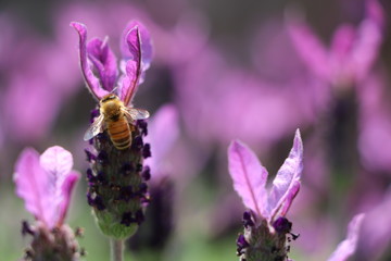 ラベンダーと蜂