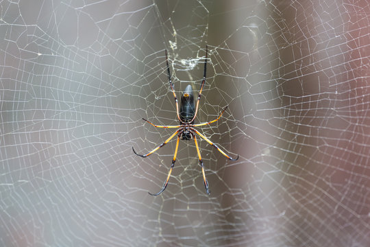 Palm Spider, Mahe, Seychelles