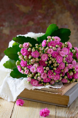 Kalanchoe flowering pink bouquet on vintage background, selectiv
