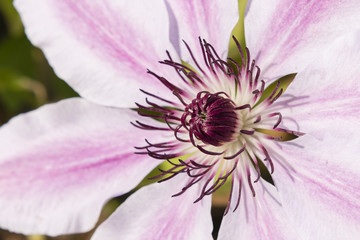 clematis blossom white with pink stripes