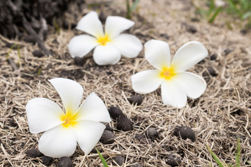 Plumeria on dry grass, soft and blur focus
