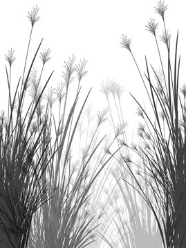 Field grass on a white background isolated