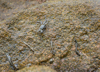 Crab And Fish, La Digue, Seychelles