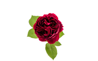 dark red rose isolated