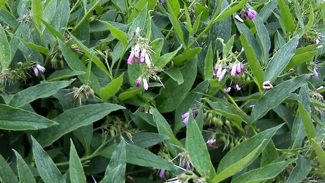 Beinwell, Heilpflanze mit Bl&uuml;te