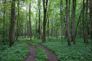 Fototapeta premium Fahrweg durch Wald