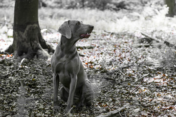Jagdhund im Wald - schwarzwei&szlig;
