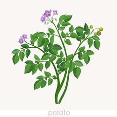 Potato plant 