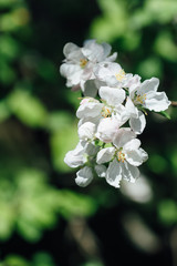 яблоня в цвету