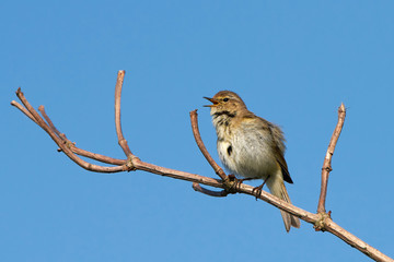 Marsh warbler (Acrocephalus palustris)