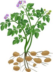 Potato plant 