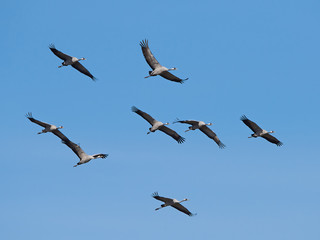 Obraz premium Common crane (Grus grus)