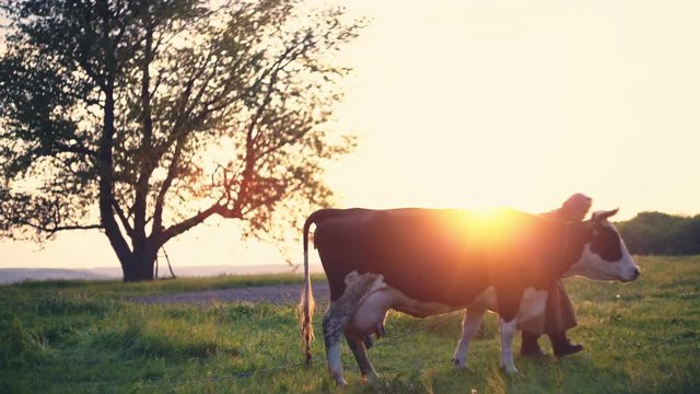 Dairy cow at countryside, beautiful sunset in the background. The old grandmother looks after her in the garden. RAW video record.