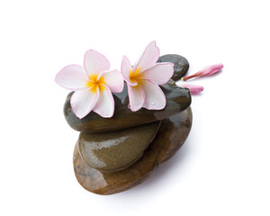 Fototapeta na wymiar Plumeria flower on stone for spa relax on white background