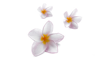 Pink plumeria flower on white background
