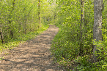 Spring Trail In Woods