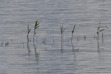 wildflower on lake